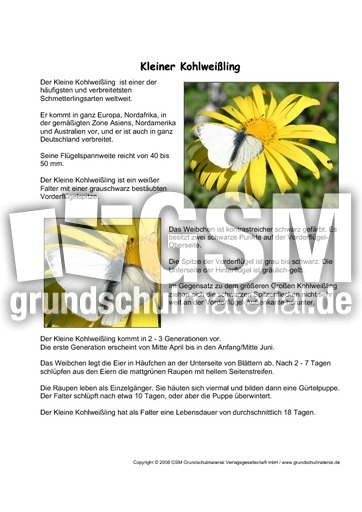 Kleiner-Kohlweißling-Steckbrief.pdf